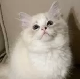 サイベリアン