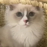 サイベリアン