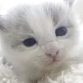 サイベリアン