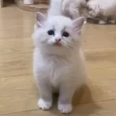 サイベリアン【北海道・女の子・2025年7月28日・ブルータビーポイントバイカラーウィズシルバー】の写真6