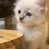 サイベリアン【北海道・男の子・2025年7月28日・ブルータビーポイント】の写真14