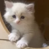 サイベリアン【北海道・女の子・2025年7月28日・ブルータビーポイントバイカラーウィズシルバー】の写真10