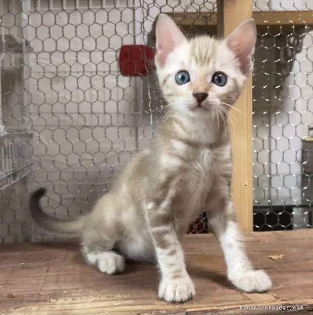 ID：2107-01716の子猫