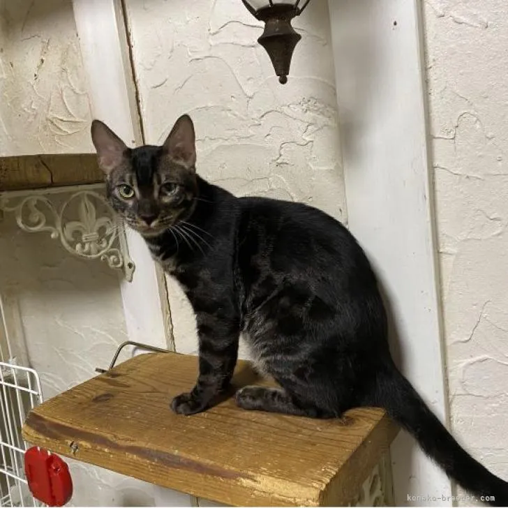 ID:2203-02060の子猫