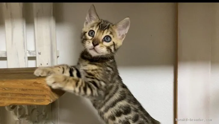 ID:2009-01073の子猫
