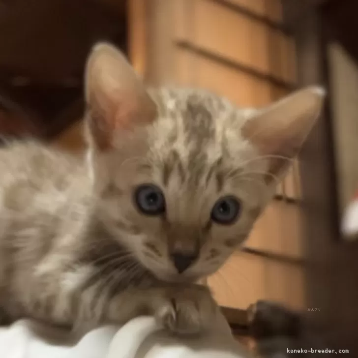 ID：2409-03001の子猫