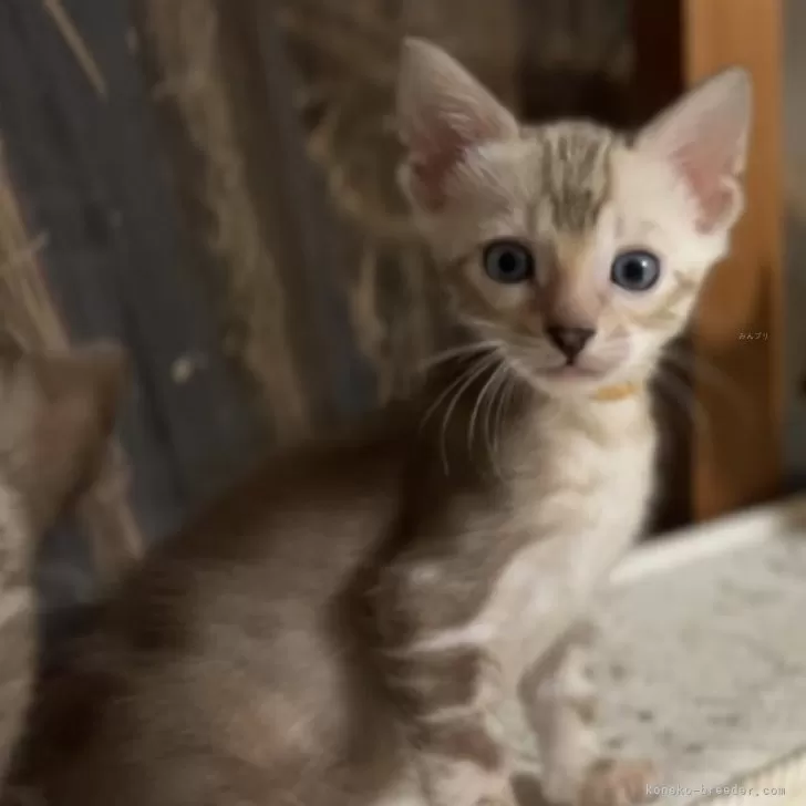 ID:2402-02469の子猫