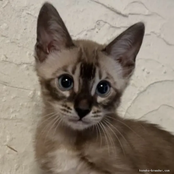 ID:2305-01227の子猫