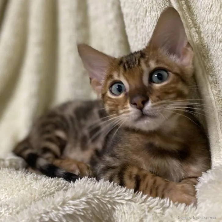 ID：2303-00959の子猫