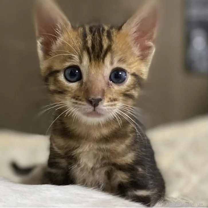 ID:2207-00040の子猫