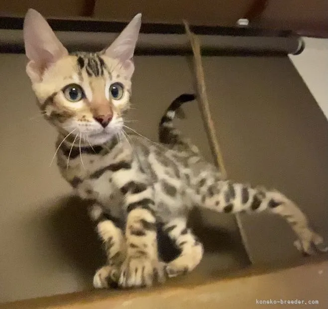 ID：2106-02297の子猫