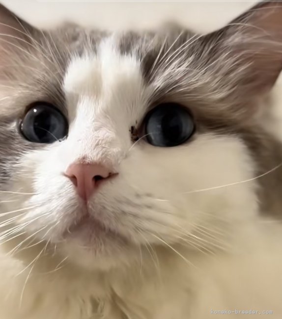 ラグドール【・男の子・2023年2月16日・ブルーポイントバイカラー】