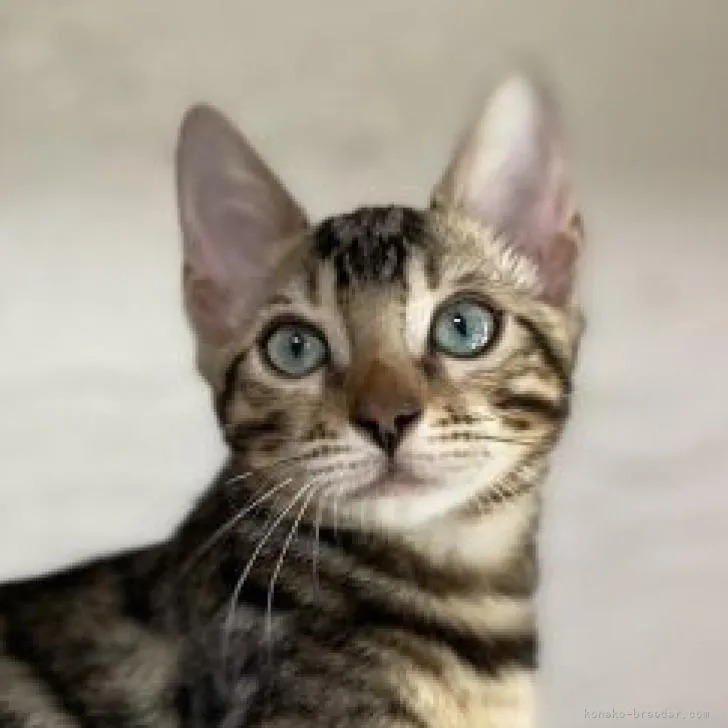 ID:2209-00300の子猫