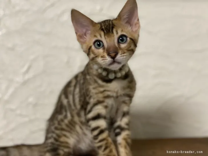 ID：2204-00101の子猫