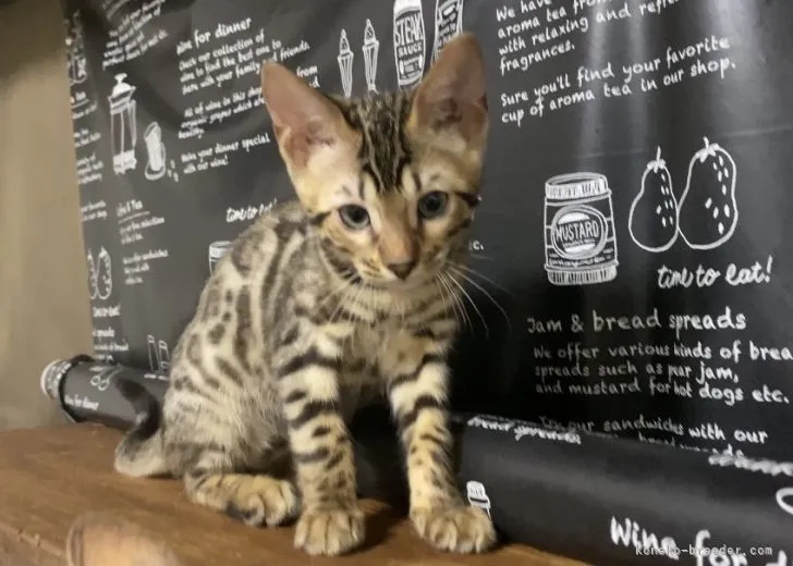 ID：2204-03007の子猫