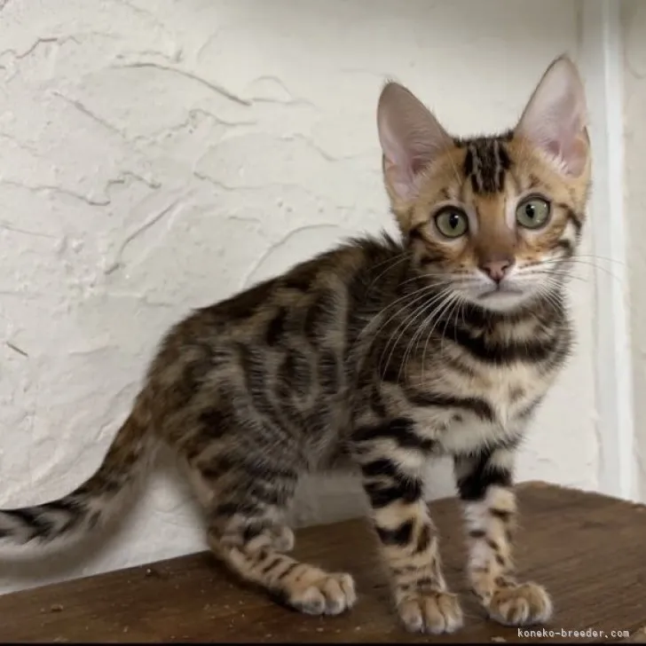 ID：2304-01896の子猫