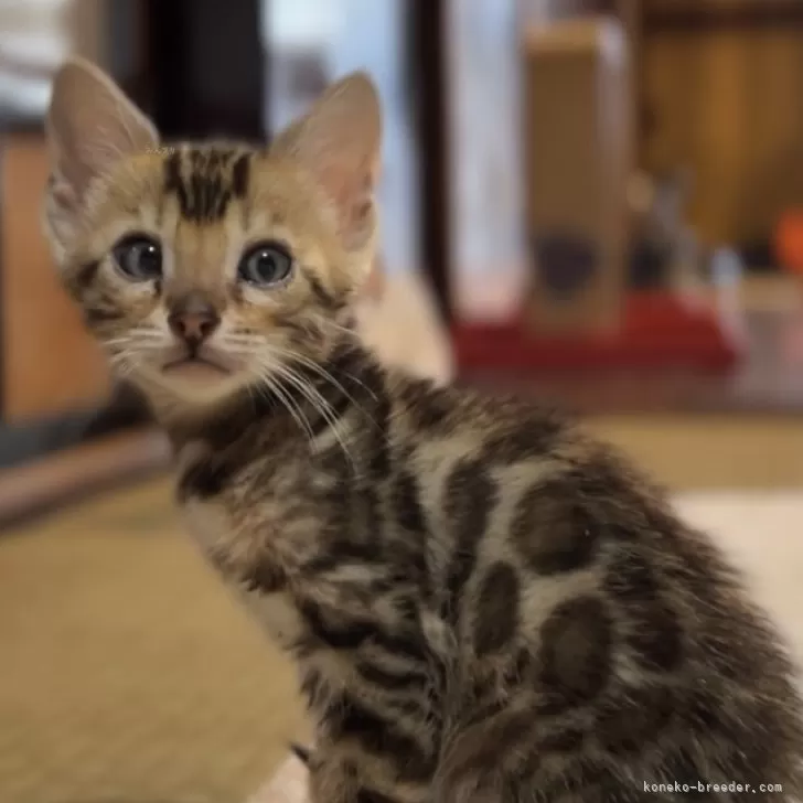 ID:2404-01719の子猫