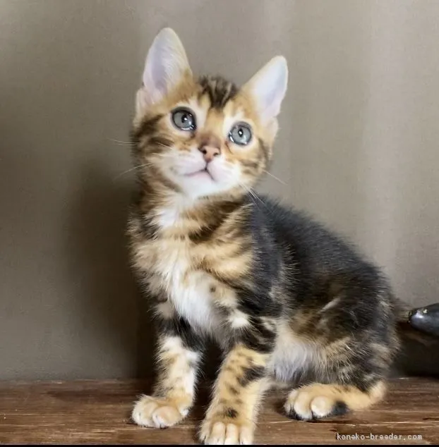 ID:2103-00069の子猫