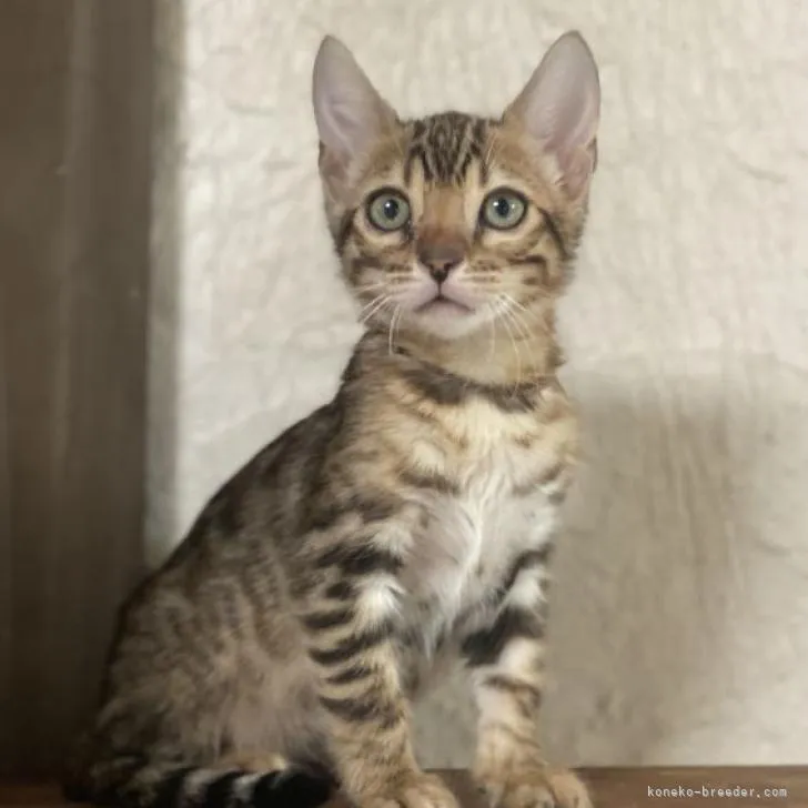ID：2301-01677の子猫