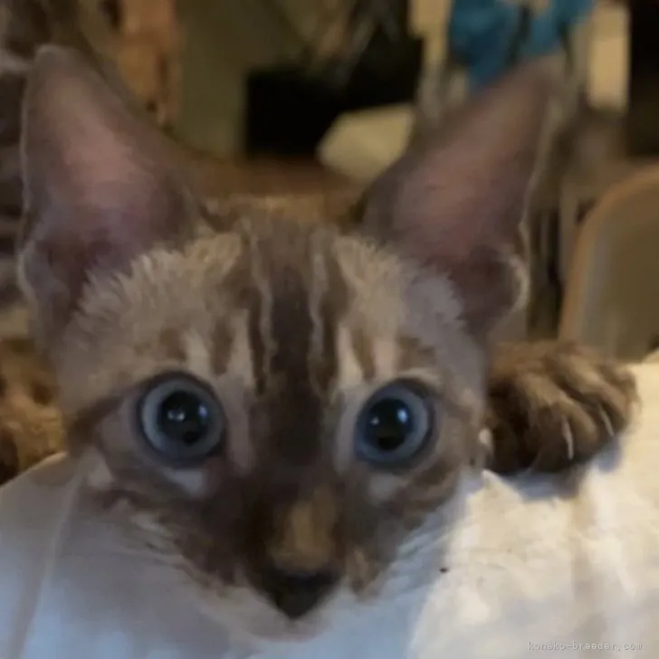 ID:2307-02700の子猫