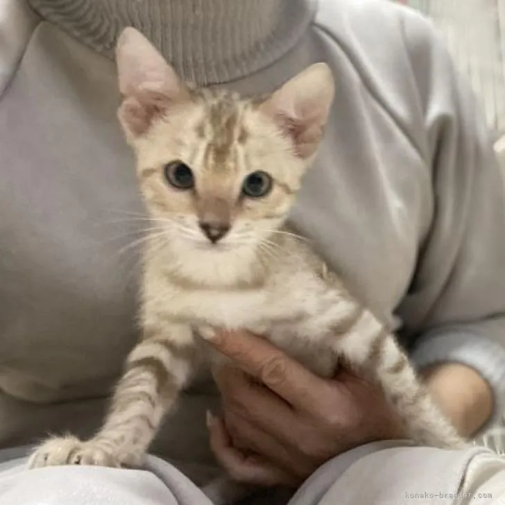 ID：2301-01896の子猫