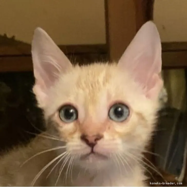 ID:2302-00010の子猫