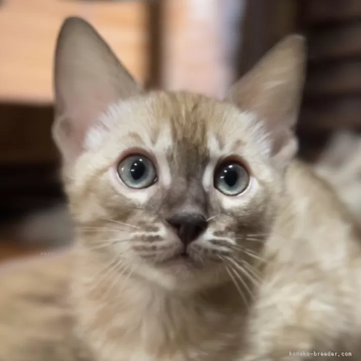 ID：2403-01240の子猫