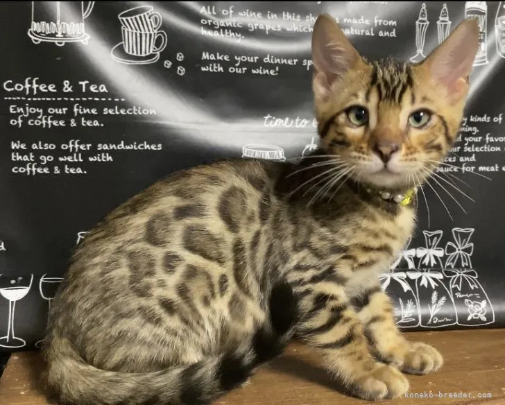 ID:2204-03055の子猫