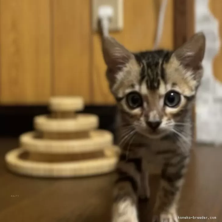 ID:2402-00780の子猫