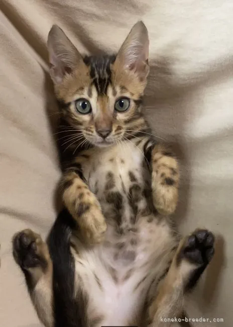 ID：2106-02636の子猫
