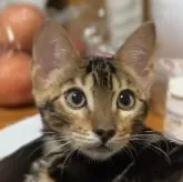 ベンガル【京都府・男の子・2024年1月11日・ブラウンマーブルドタビー】の写真1