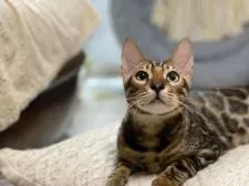 ベンガル【京都府・男の子・2021年4月27日・ブラウンスポテッドタビー】の写真1「まん丸お目々のまま精悍なイケメンに成長」