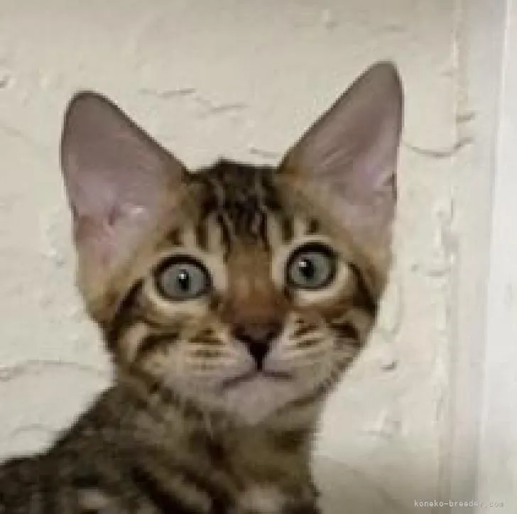 ID:2211-00208の子猫