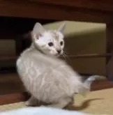 ベンガル【京都府・男の子・2024年1月11日・シールミンクスポテッドタビー(ロゼット)】の写真3