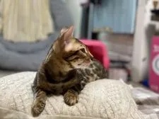 ベンガル【京都府・男の子・2021年4月27日・ブラウンスポテッドタビー】の写真5「頭の形が綺麗なので横顔も素敵」