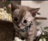 ベンガル【京都府・男の子・2023年4月22日・シールミンクチャコールスポテッドタビー】の写真5