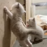 ラグドール【京都府・男の子・2025年9月26日・ブルーポイントバイカラー】の写真12