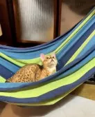 ベンガル【京都府・男の子・2025年2月3日・シールミンクスポテッドタビー(ロゼット)】の写真13