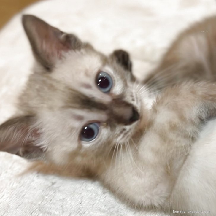 K.A 様のお迎えした子猫