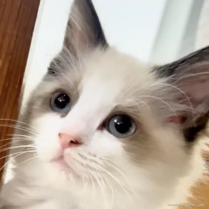 ID：2602-02084の子猫
