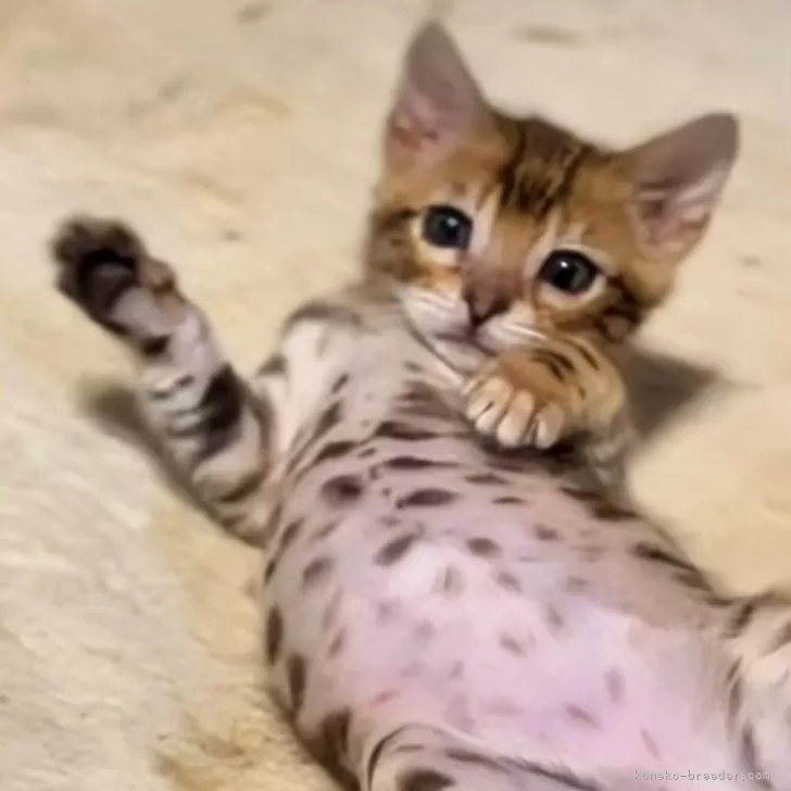 ID：2503-02716の子猫
