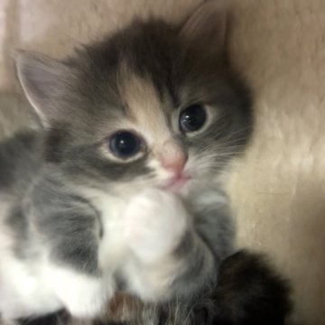 マンチカン(短足)【京都府・女の子・2025年11月2日・ダイリュートキャリコ(ブルートービー&ホワイト（ふわふわもふもふ(長毛)）】の写真「まん丸お目々のお姫様」