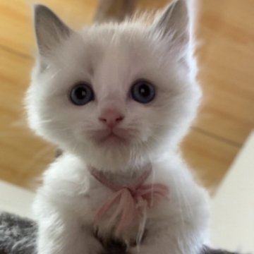 ラグドール【京都府・女の子・2025年9月26日・ブルーポイントバイカラー（ふわっふわのもふもふ）】の写真「活発で好奇心旺盛な女の子」