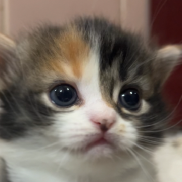 マンチカン(短足)【京都府・女の子・2025年11月2日・ブラックトーティ&ホワイト(キャリコ)（ふわふわもふもふ）】の写真「とっても大きな大きな瞳がキュートな女の子」