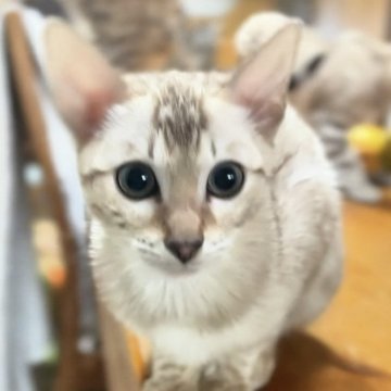 ベンガル【京都府・男の子・2025年4月26日・シールミンクスポテッドタビー（艶々で大変柔らかい手触り）】の写真「懐っこく良く感情表現してくれます。お膝好き」