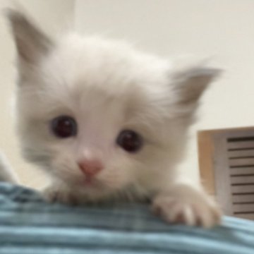 ラグドール【京都府・男の子・2025年9月26日・ブルーポイントバイカラー(ふわっふわのもふもふ)】の写真「明るく元気で良く遊ぶ男の子です。」