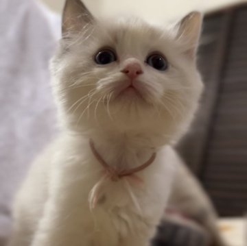 ラグドール【京都府・女の子・2025年9月26日・ブルーポイントバイカラー（ふわっふわのもふもふ）】の写真「活発で好奇心旺盛な女の子」