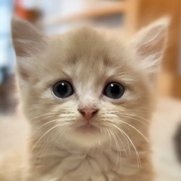 マンチカン(短足)【京都府・男の子・2025年5月22日・クリーム（ふわふわの長毛さん）】の写真「綺麗なクリーム色で優しいお顔のマイペース君」