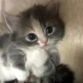 マンチカン(短足)