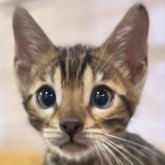ベンガル